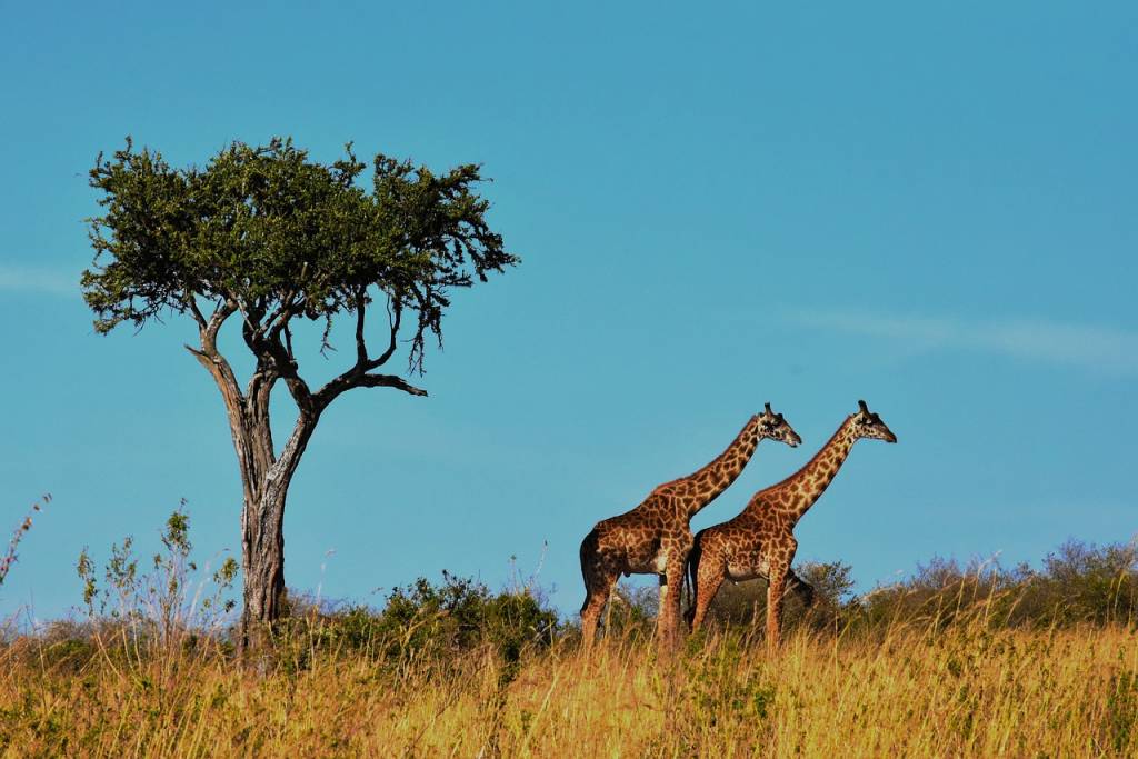 Le Guide Ultime pour un Safari Inoubliable dans le Parc National du Serengeti